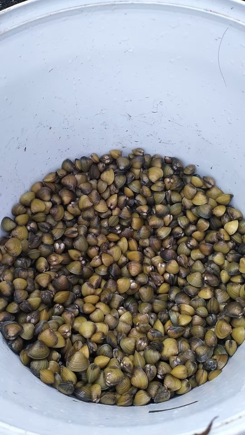 **新鲜贝壳便宜卖出，先到先得。