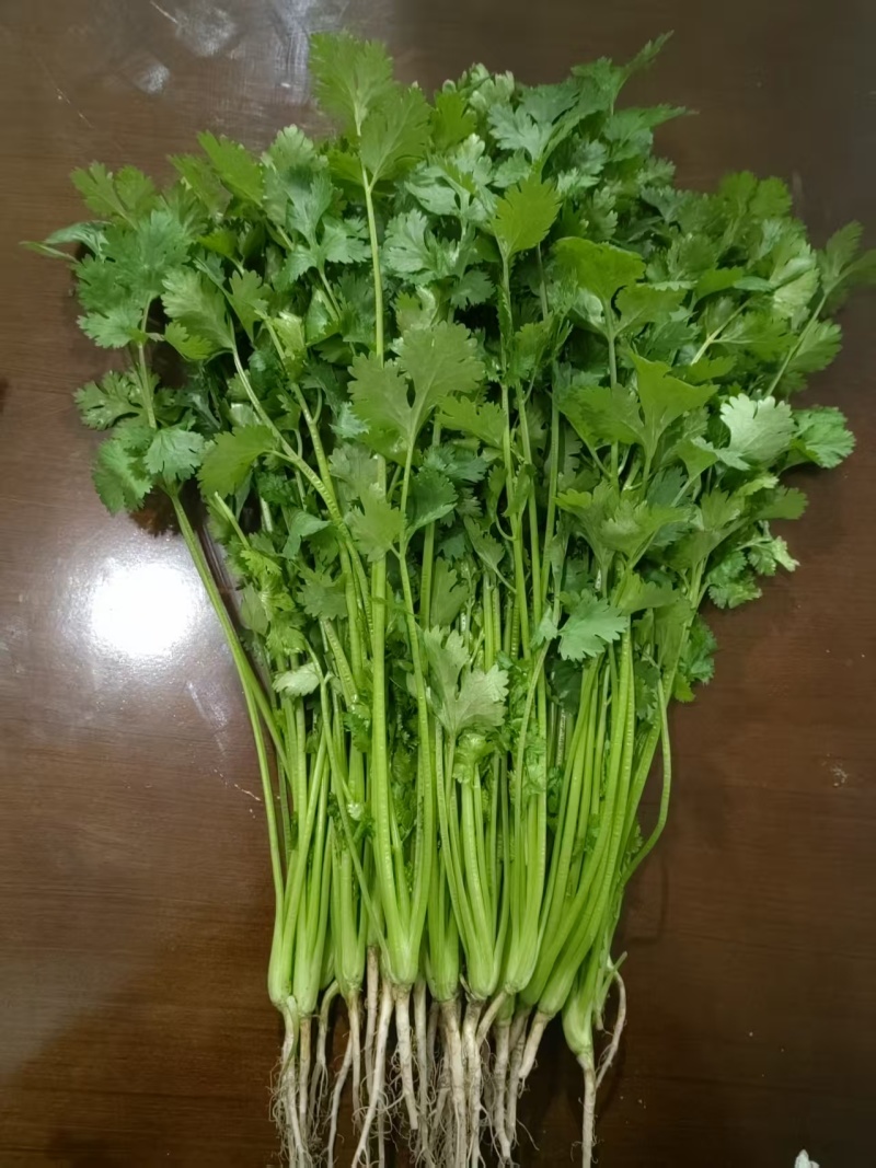 香菜