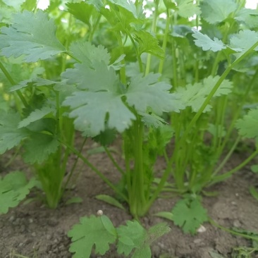 香菜