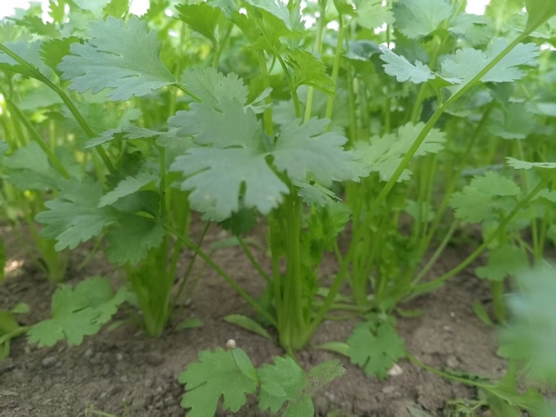 香菜
