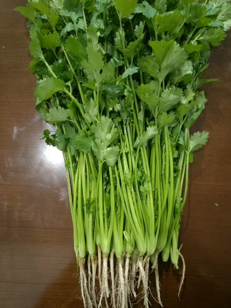 香菜