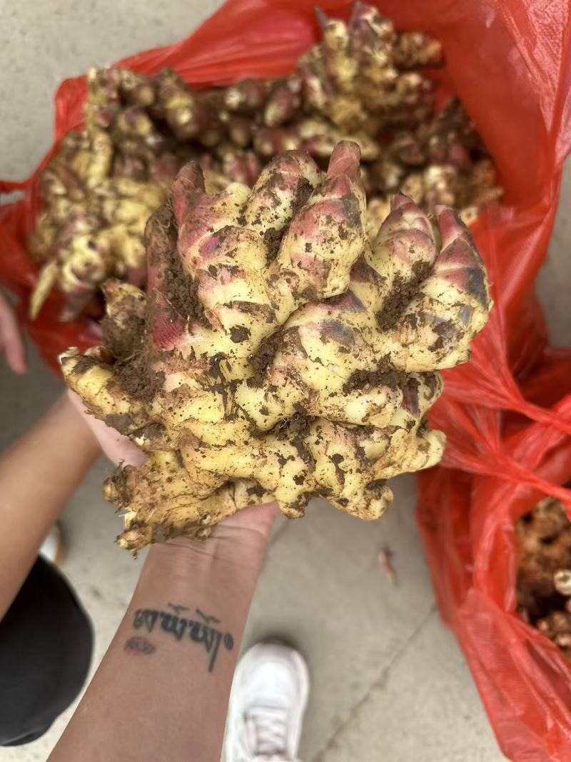 小黄姜