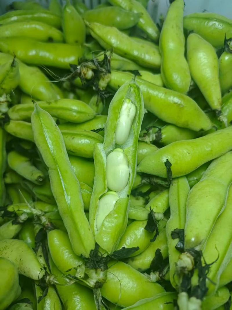 新鲜蚕豆