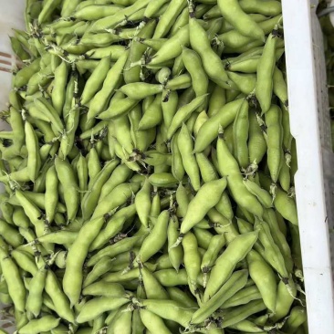 新鲜蚕豆
