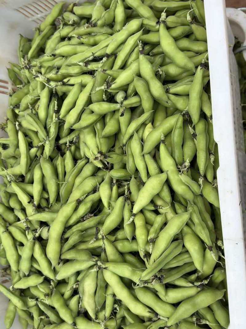新鲜蚕豆
