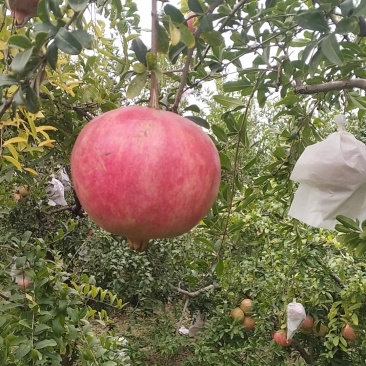 石榴