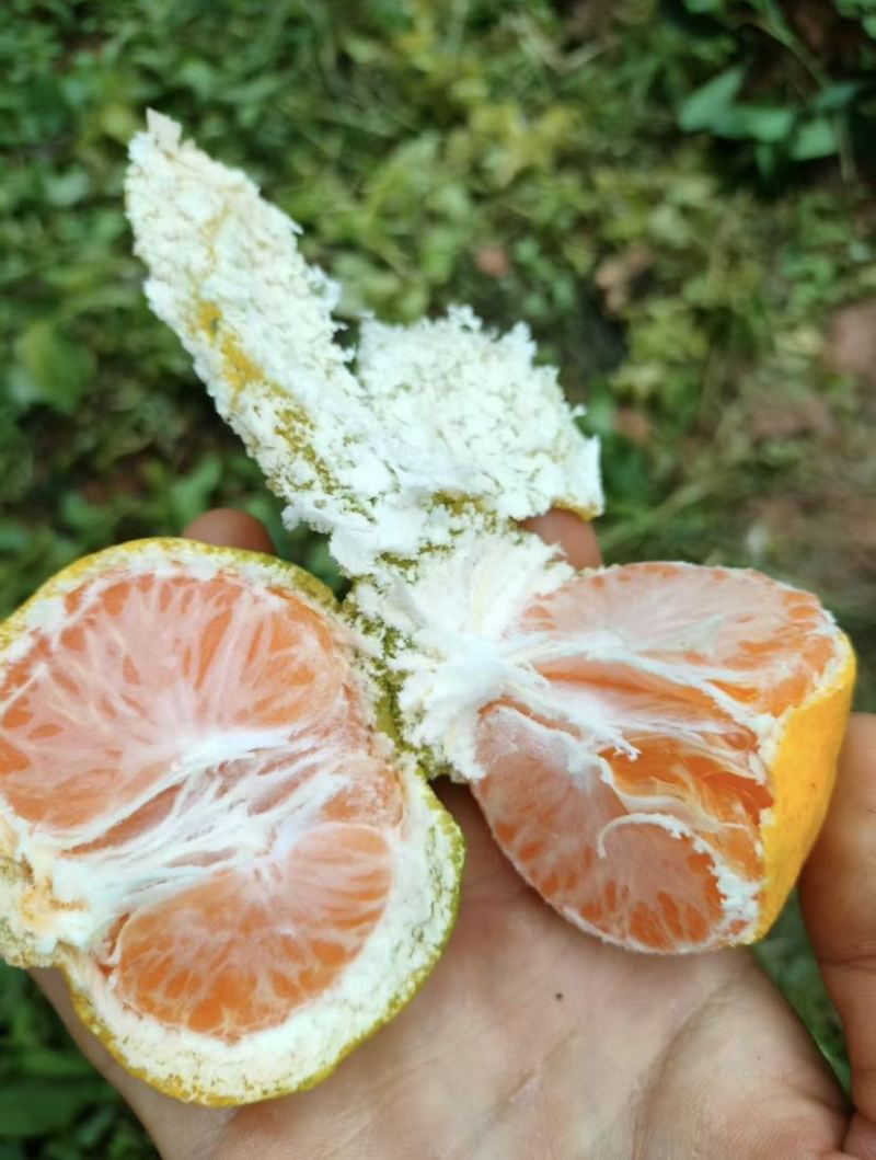 福建高山蜜桔普早蜜桔
