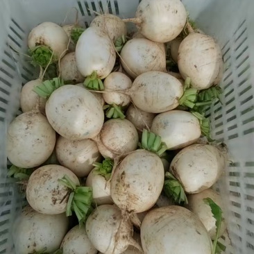 高山圆萝卜