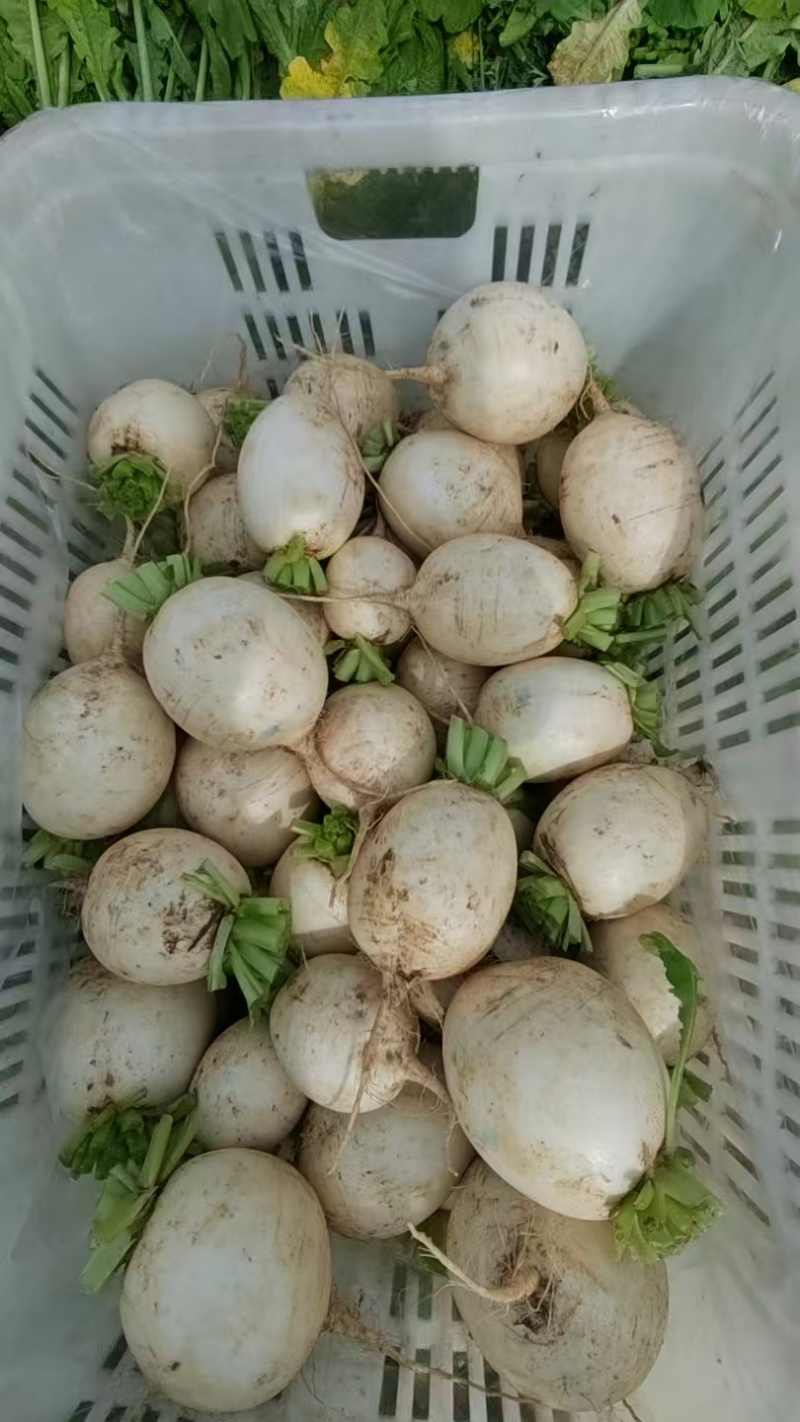 高山圆萝卜