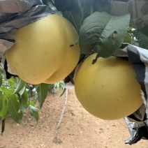 万寿红黄油桃