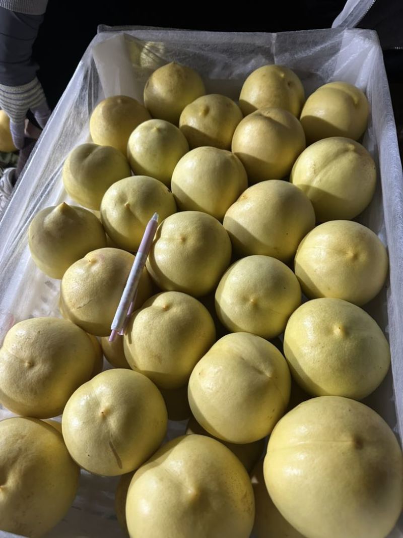 万寿红黄油桃