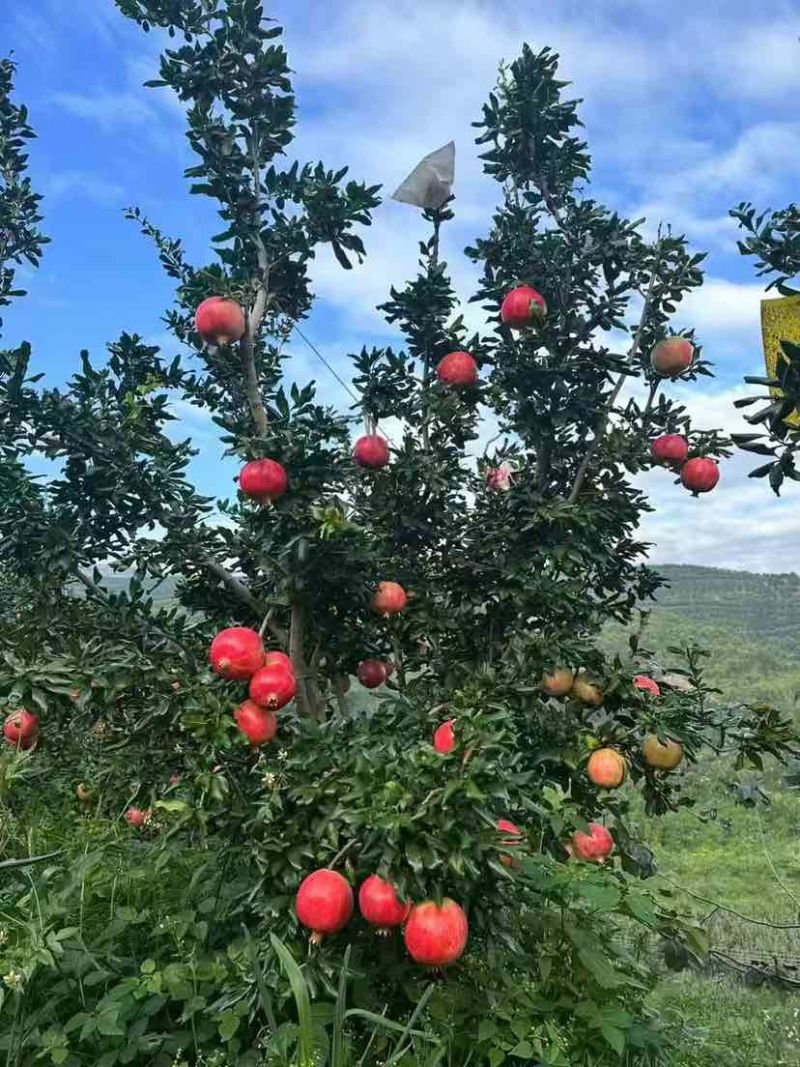 河阴石榴