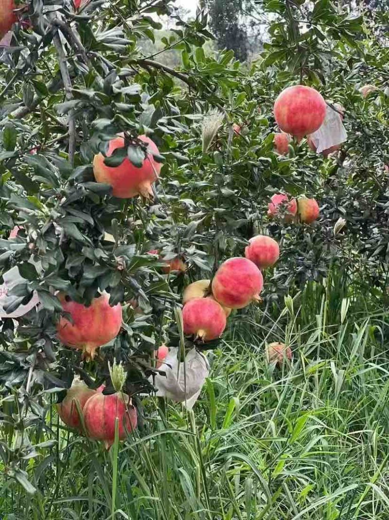 河阴石榴