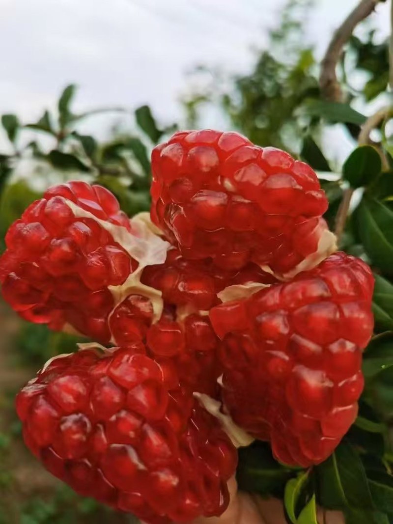 河阴石榴