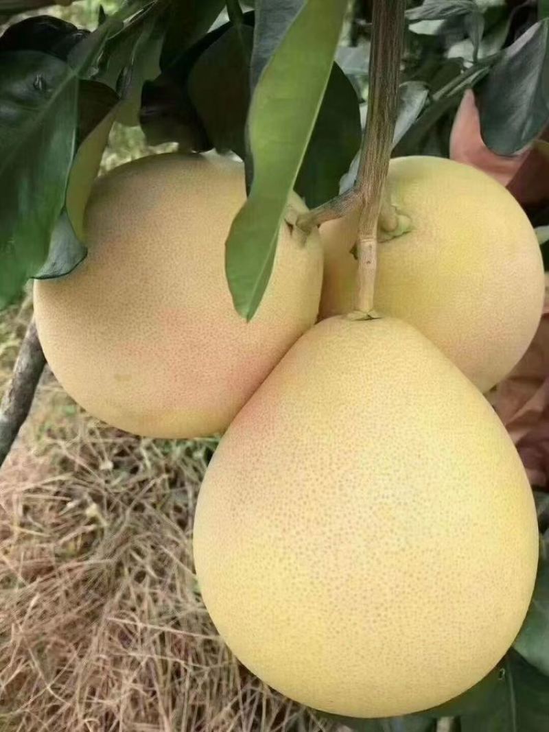 梅县三红蜜柚