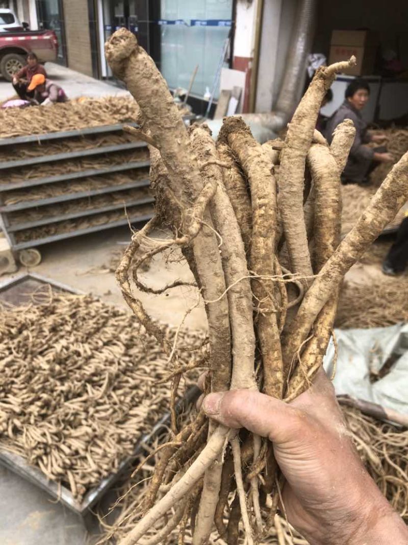 板桥党参鲜货大量上市需要批发零售的都可以联系