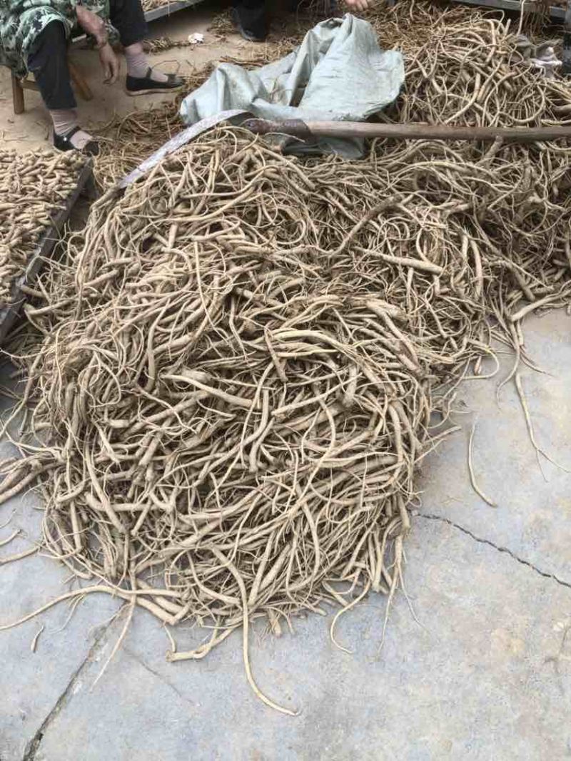 板桥党参鲜货大量上市需要批发零售的都可以联系
