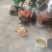 土鸡