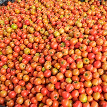 番茄