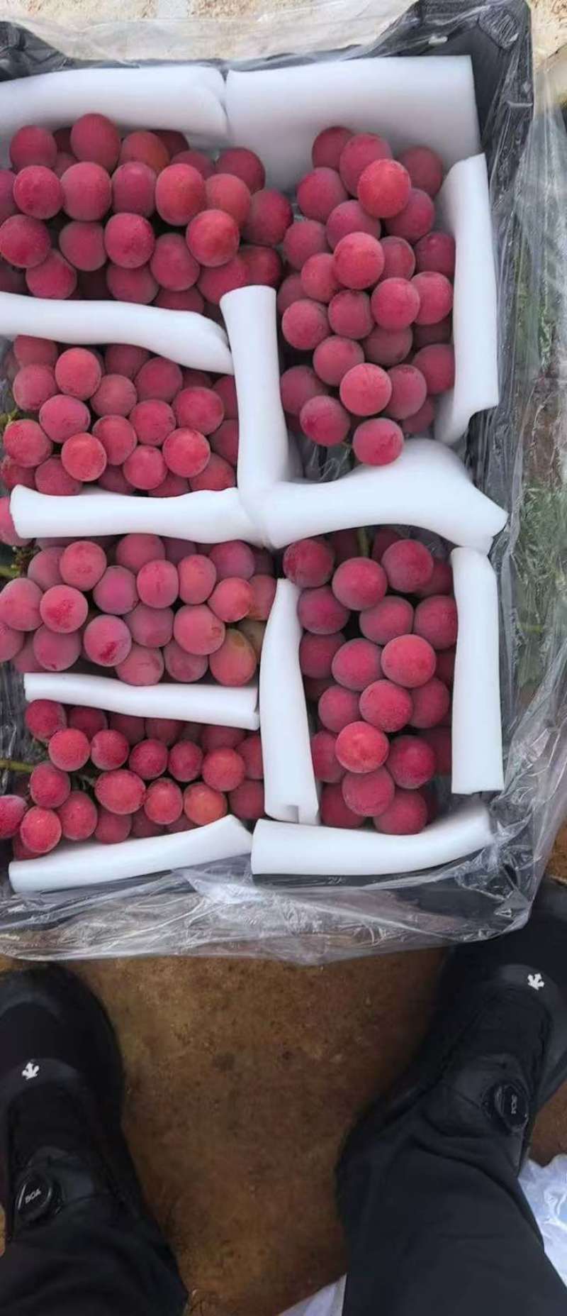 辽宁营口妮娜皇后基地直，供质优价好，果皮不涩具有浓郁的酒香味