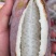 八月瓜