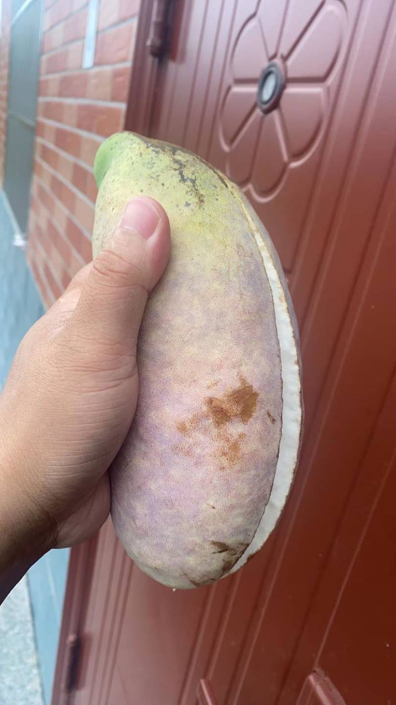 八月瓜