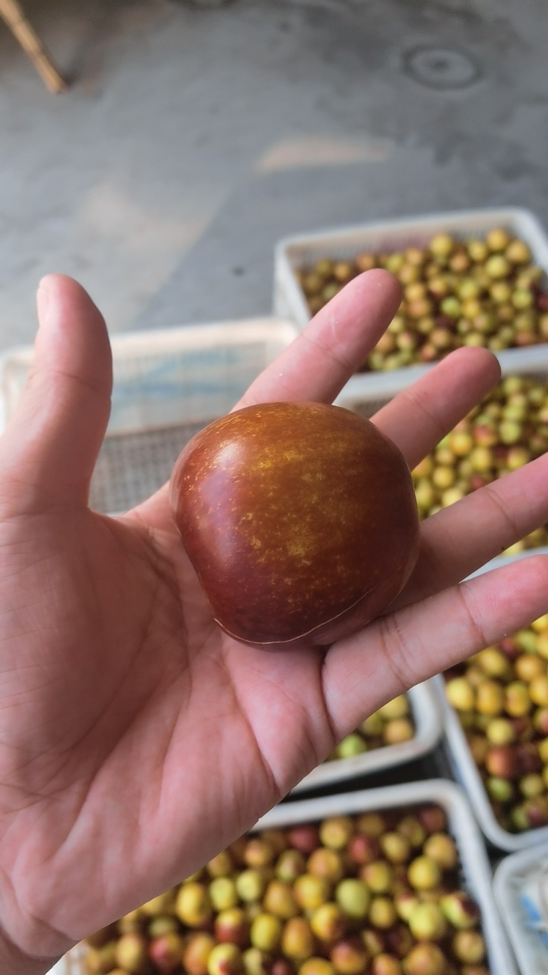 沾化冬枣