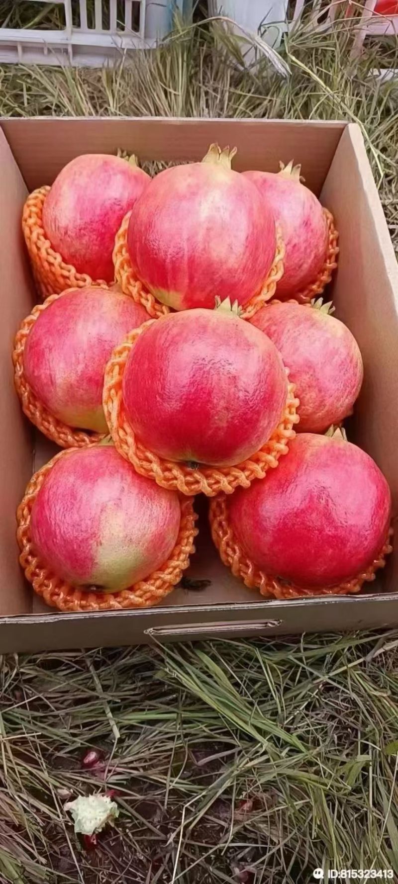 会理软籽石榴