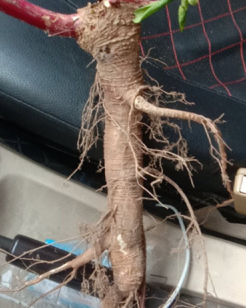 商陆中药材