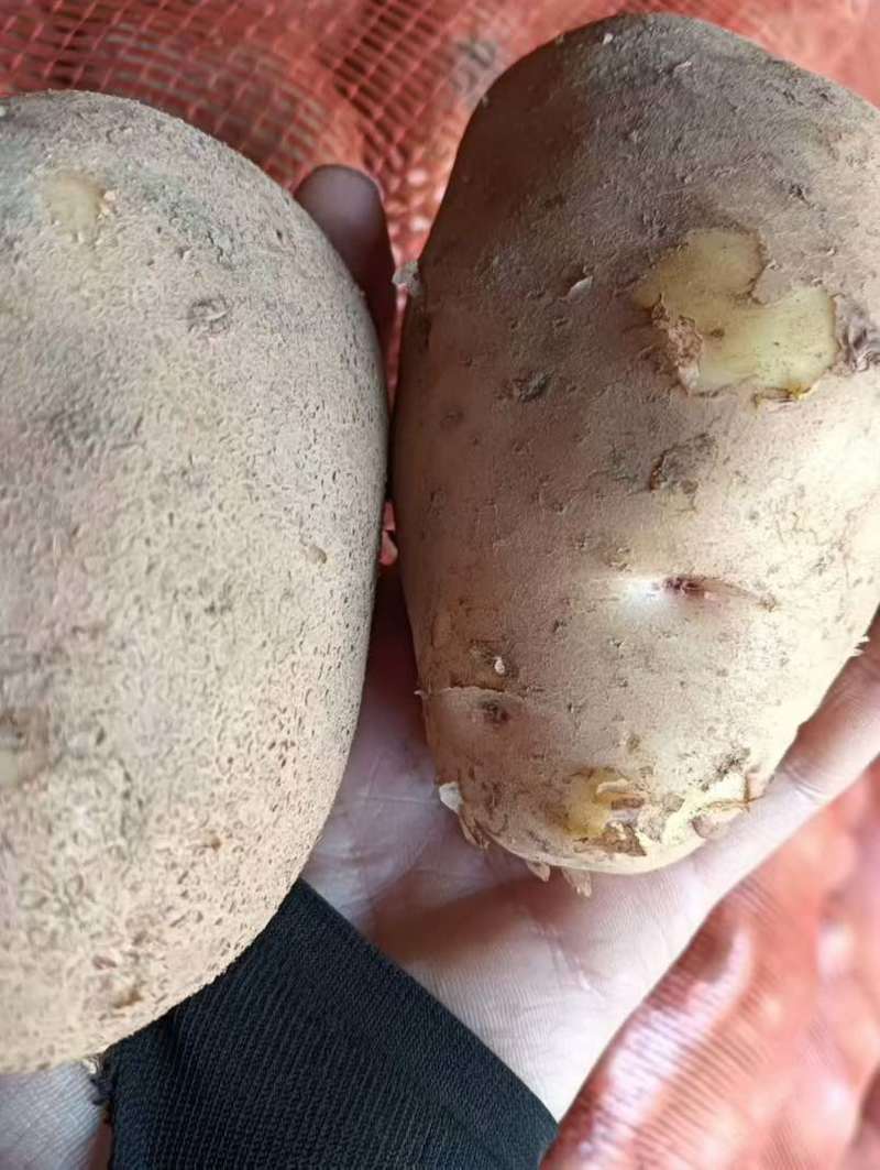 贵州黄心土豆
