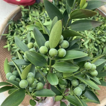 竹柏果子
