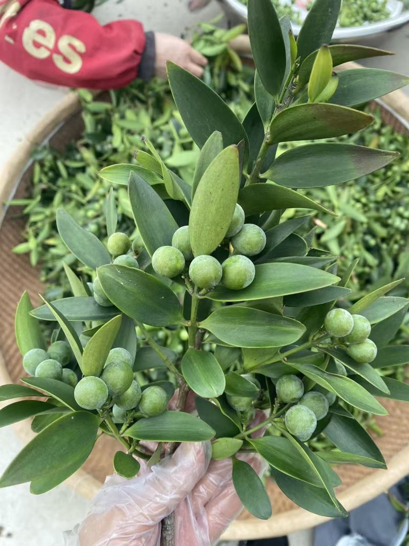 竹柏果子