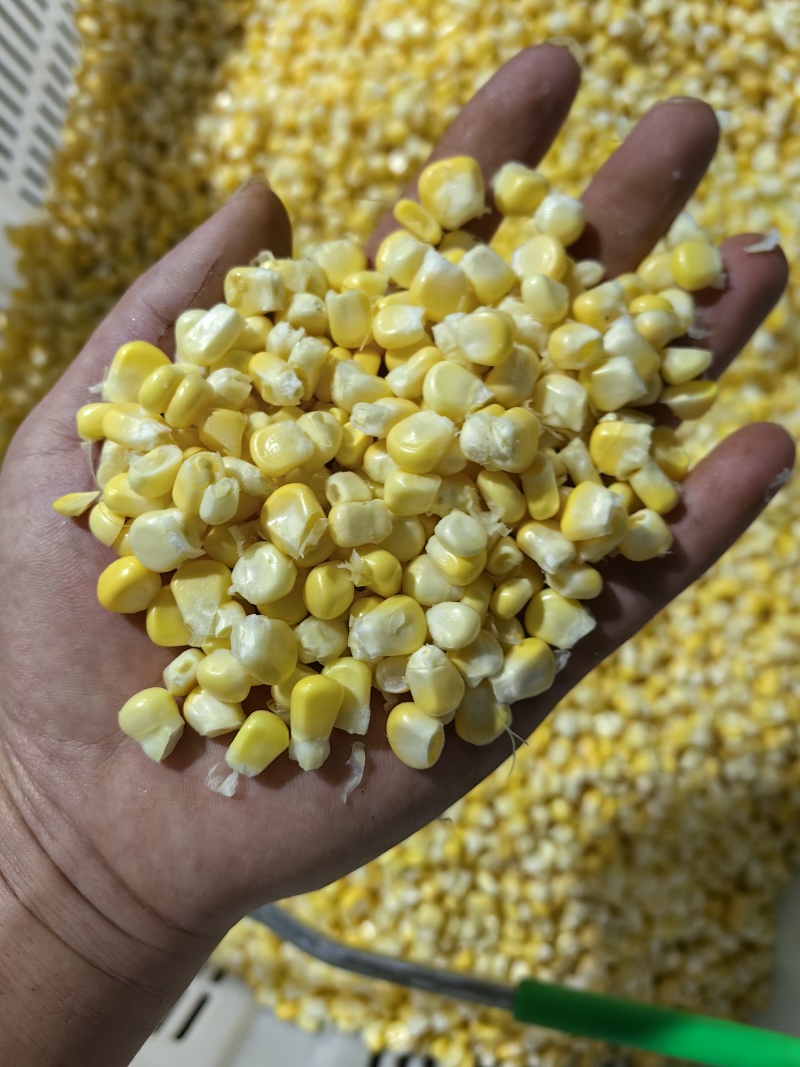 新鲜去壳玉米棒，玉米粒