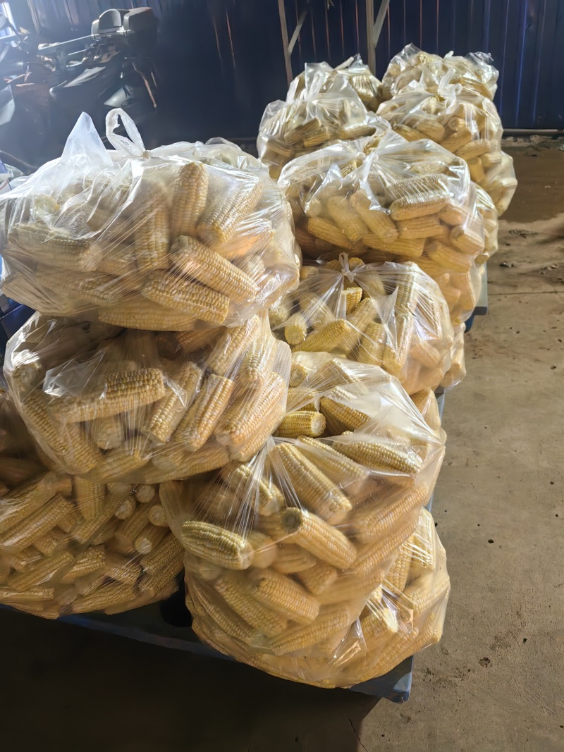 新鲜去壳玉米棒，玉米粒
