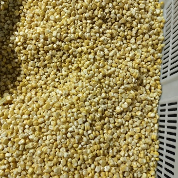 新鲜去壳玉米棒，玉米粒