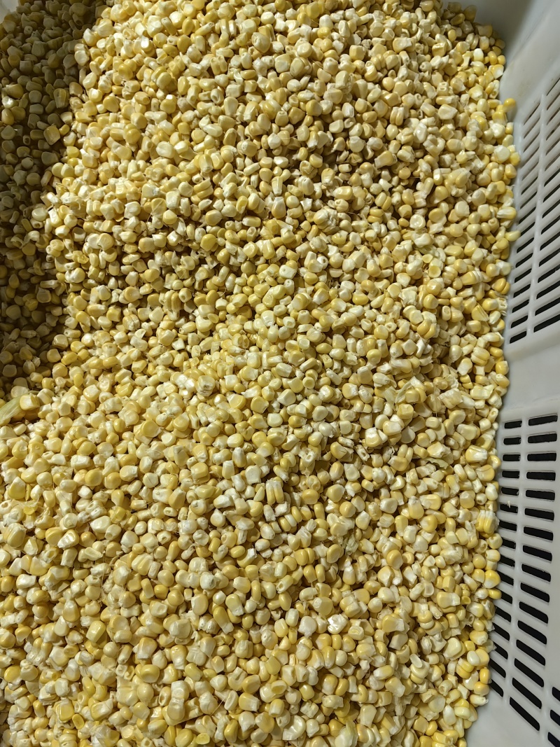 新鲜去壳玉米棒，玉米粒