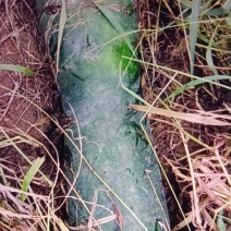 大田地冬瓜
