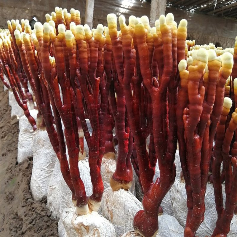 新鲜采摘的鹿茸灵芝，孢子粉*多，没有大的流失，可泡酒堡汤
