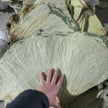 荷叶
