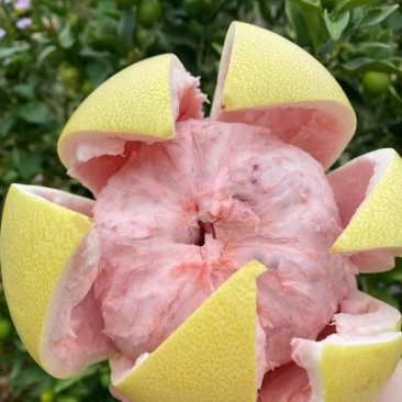 红心蜜柚大量供应