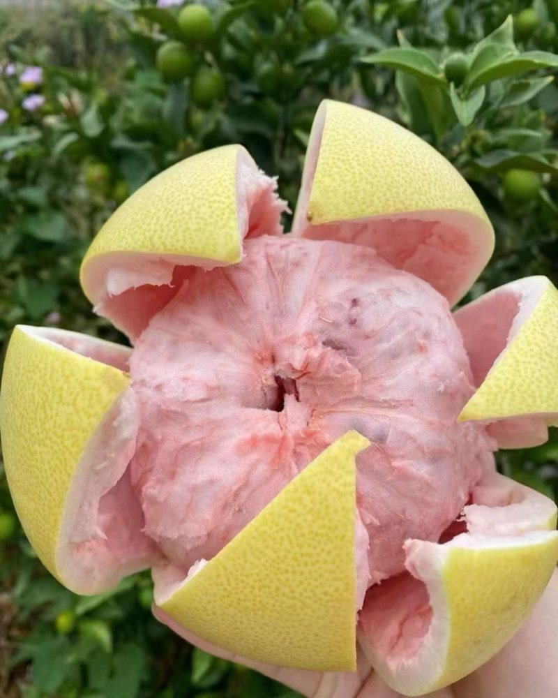 红心蜜柚大量供应