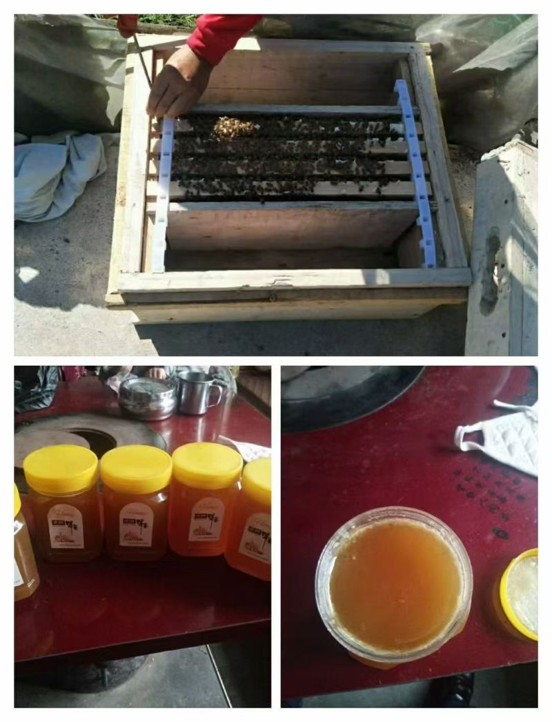 纯野生峰密