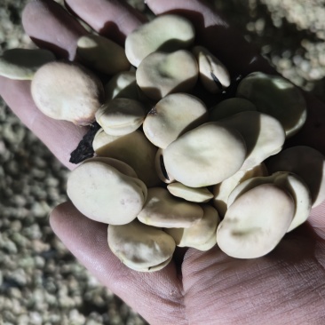 蚕豆毛货