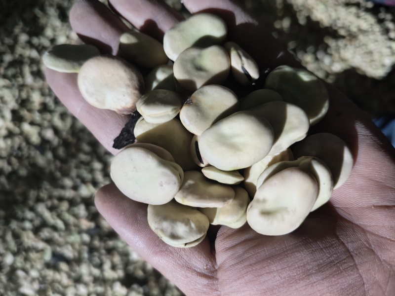 蚕豆毛货
