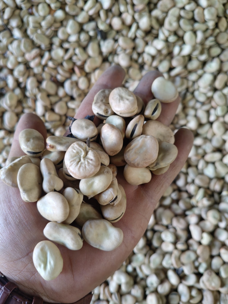 蚕豆毛货