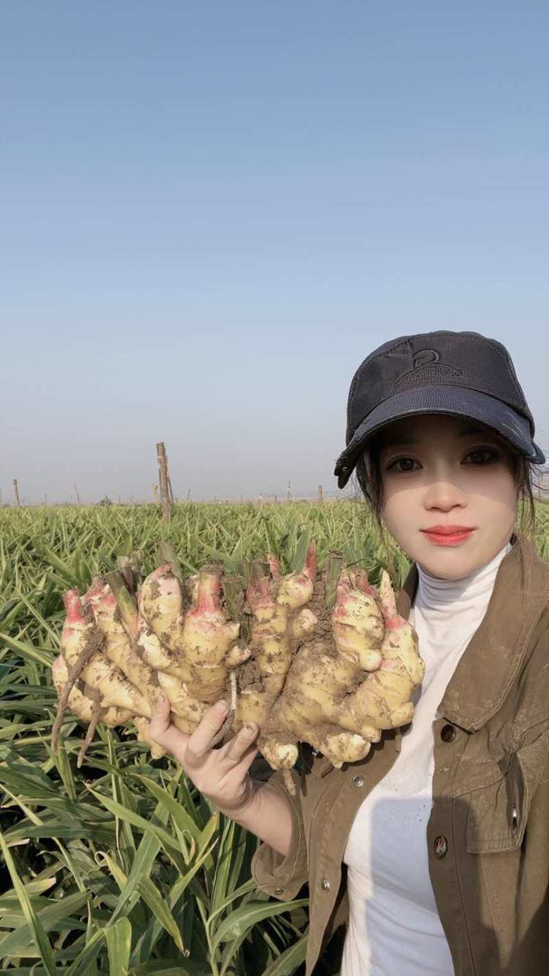 精品鲜姜