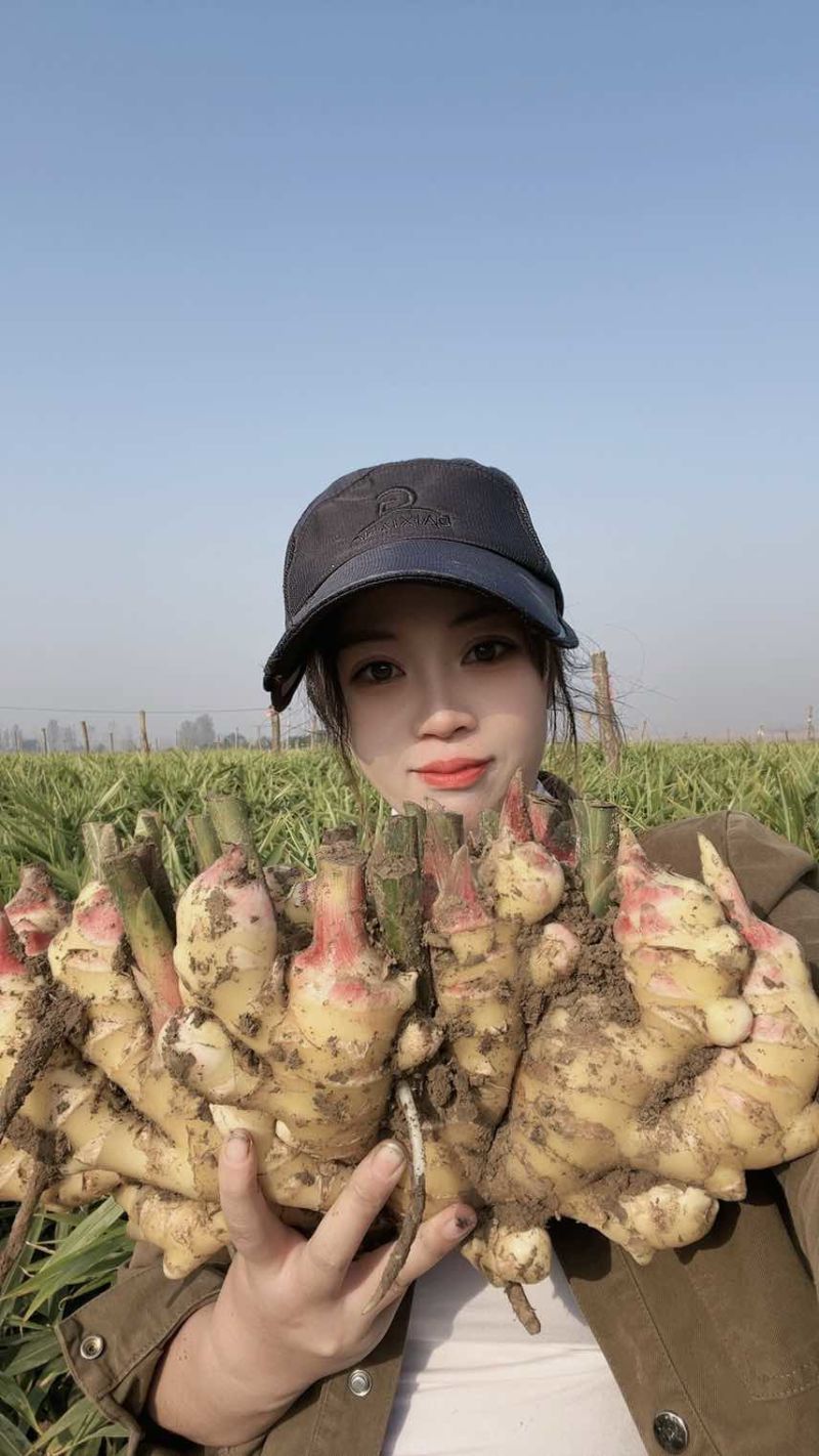 精品鲜姜