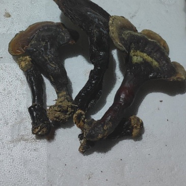 野生黑灵芝