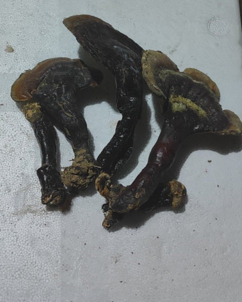 野生黑灵芝