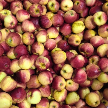 昭通苹果🍎